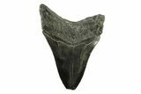 Fossil Megalodon Tooth - South Carolina #341418-1